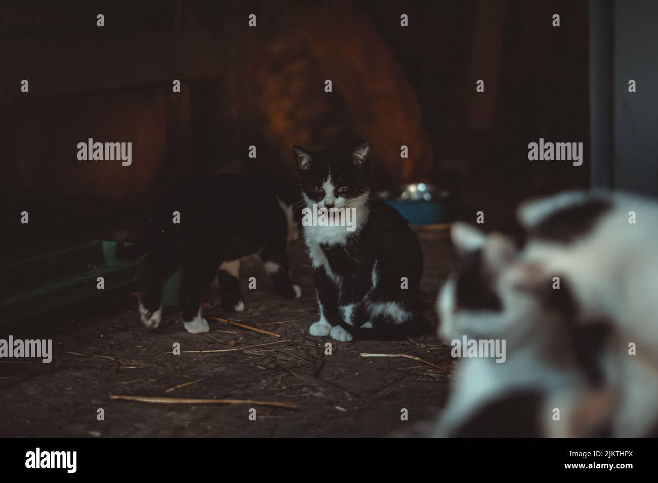 le chat noir et blanc est assis sur le sol parmi d'autres chats Banque D'Images