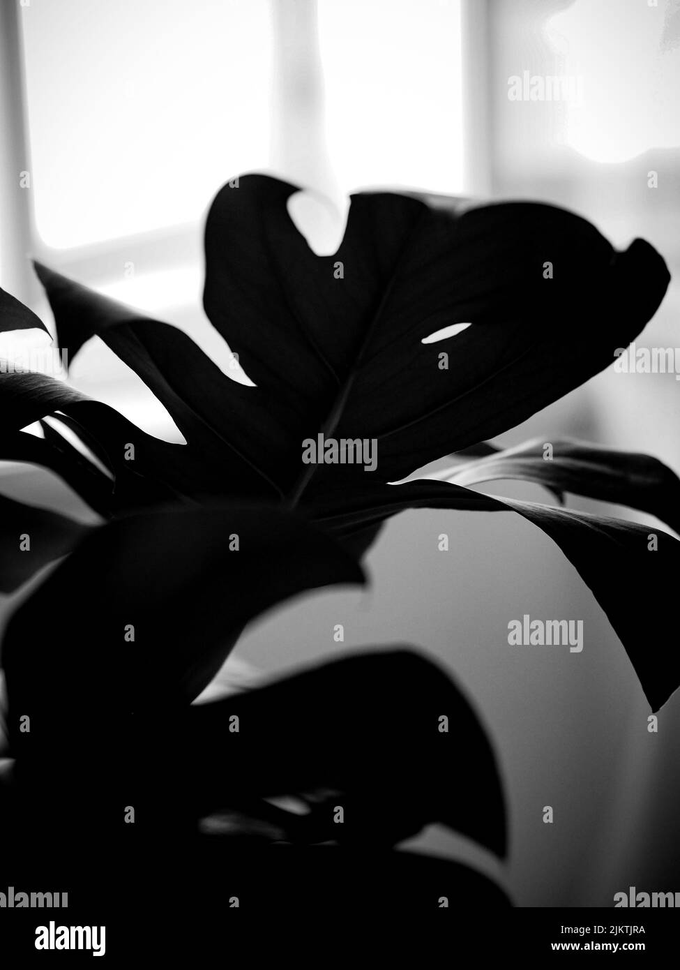 Gros plan en niveaux de gris d'une feuille de plante monstère avec un arrière-plan flou Banque D'Images