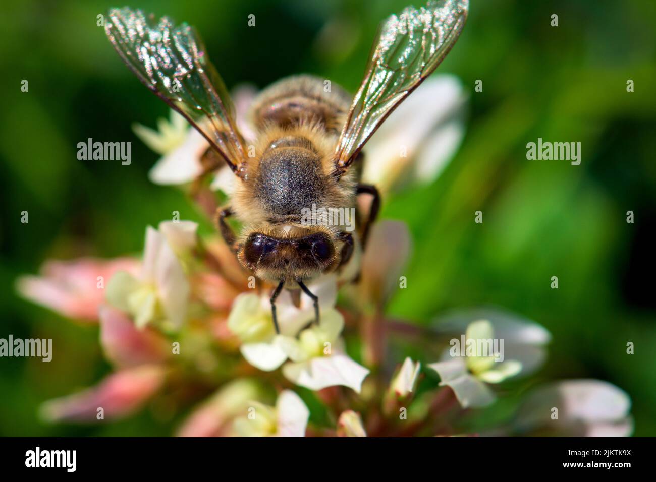 Un gros plan d'une abeille occidentale pollinisant sur des fleurs blanches Banque D'Images