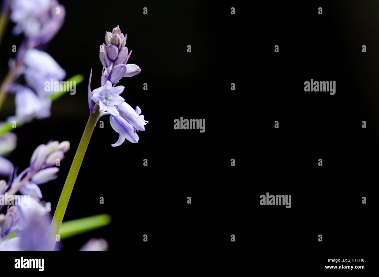 Bluebell flowers against a black background. Banque D'Images