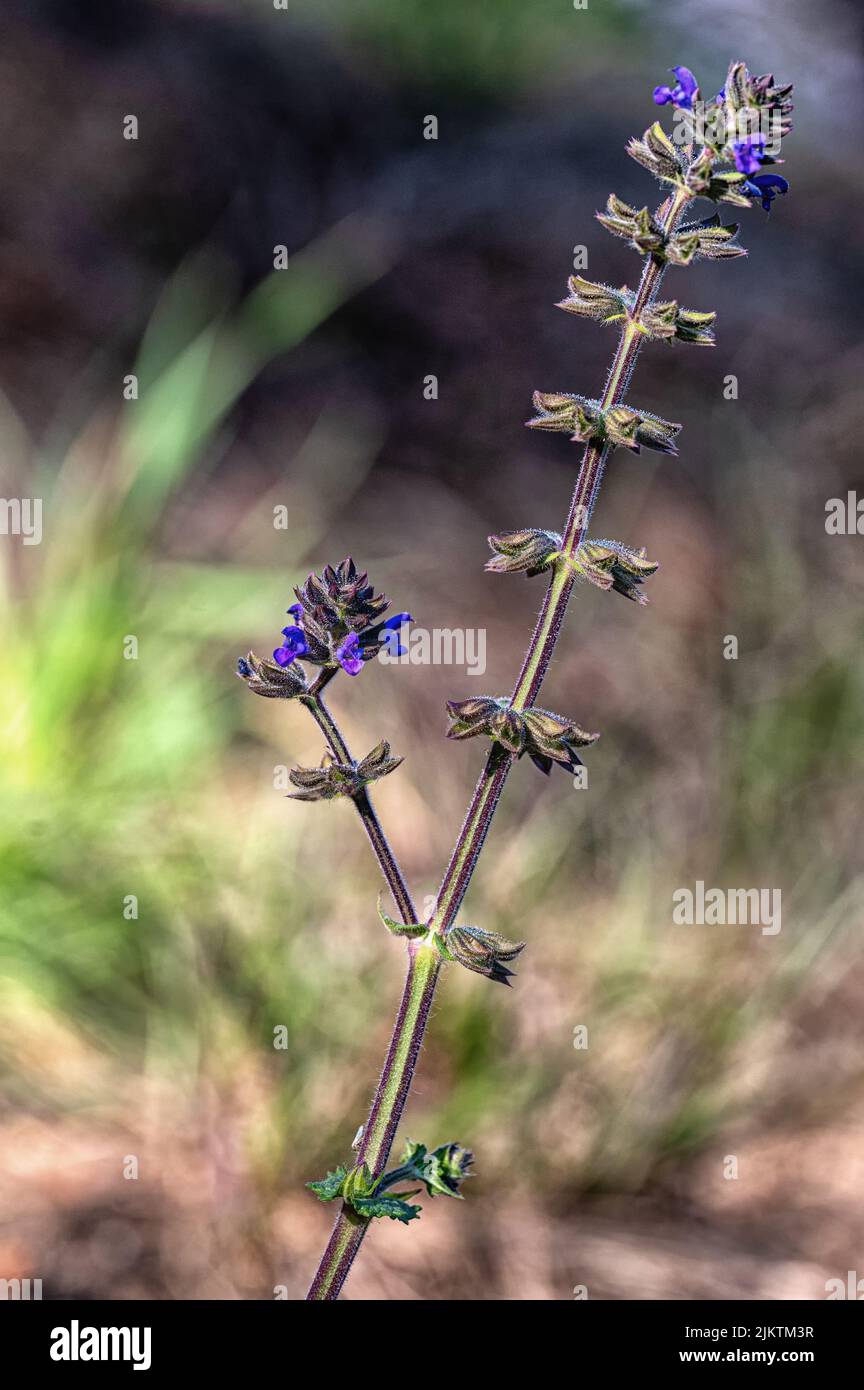 Plan vertical d'un sauge sauvage (Salvia verbenaca) au milieu d'une forêt Banque D'Images