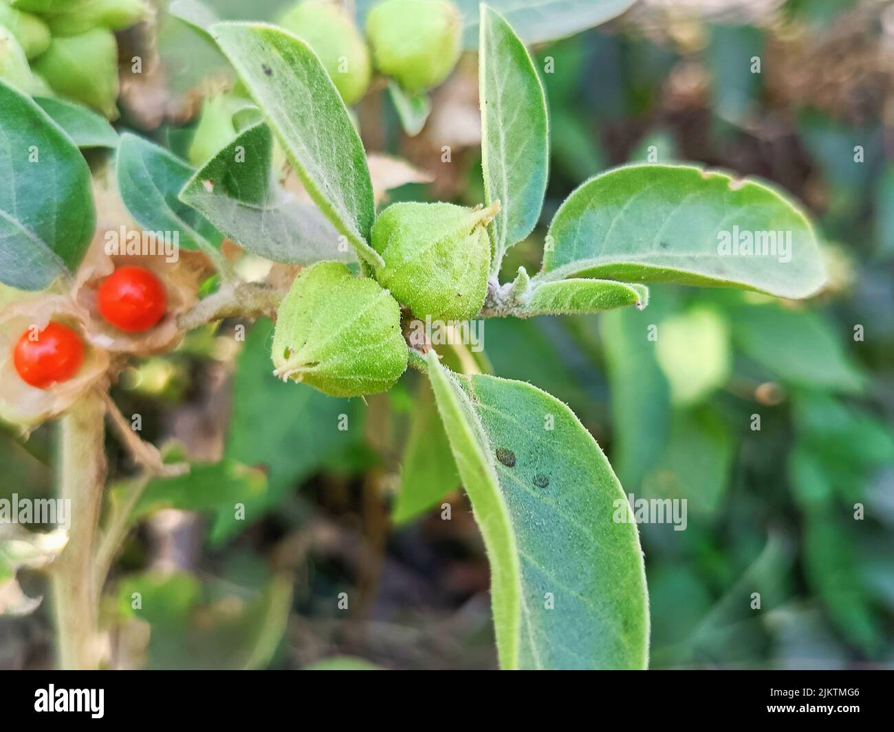 Withania somnifera, plante ashwagandha, cerise d'hiver, groseille d'inde, plante de groseille de poison est utilisé à la médecine ayurvédique ou à la médecine de fines herbes Banque D'Images