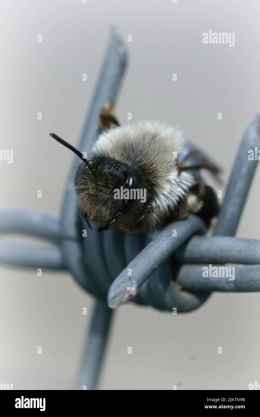 Gros plan sur une femelle grise - soutenu abeille minière, Andrena vaga, essayant de trouver un endroit sûr dans barbwire , dans le champ Banque D'Images