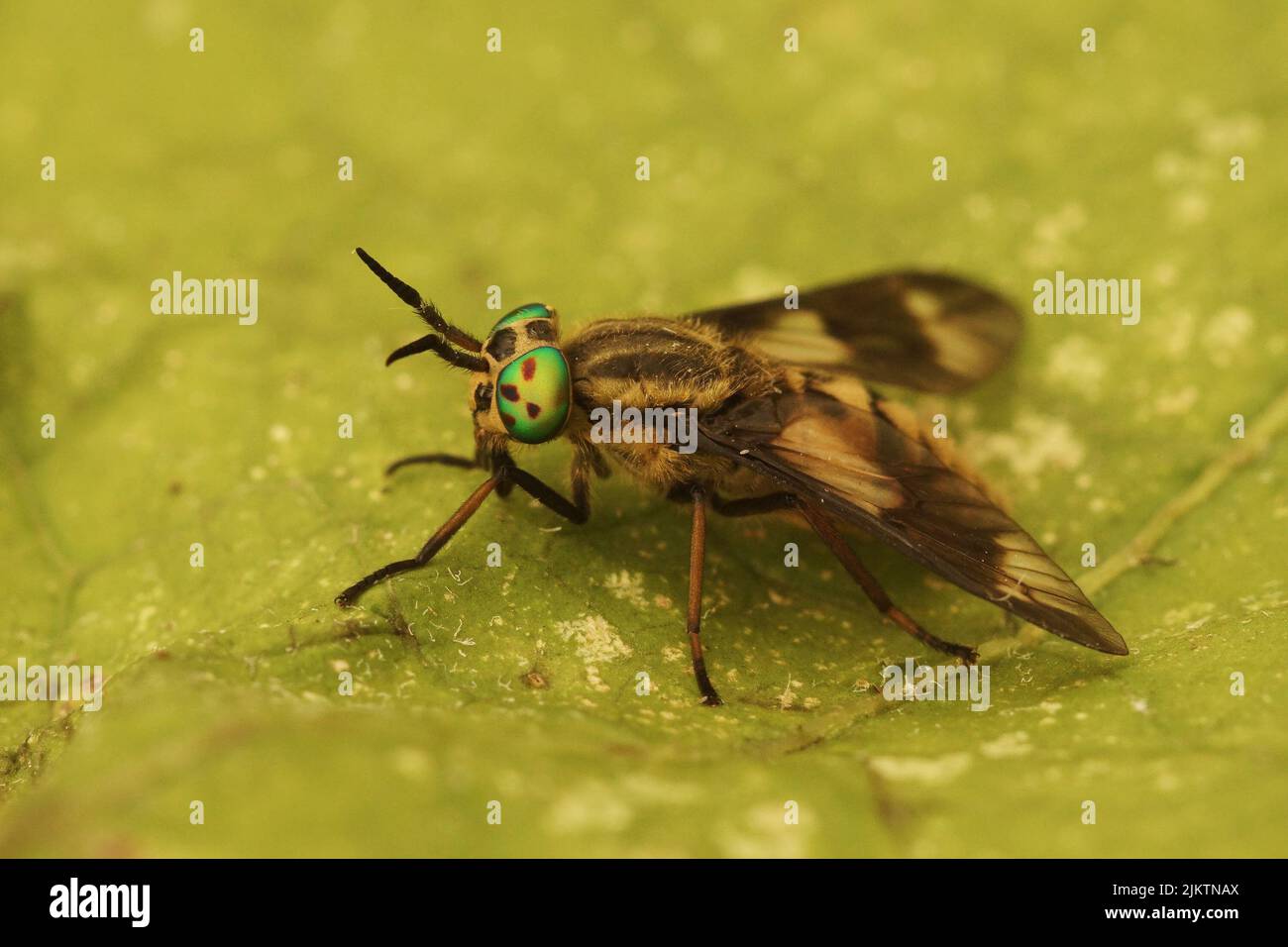 Gros plan sur une mouche à deux lobes, Chrysops relictus, assise sur une feuille verte dans le champ Banque D'Images