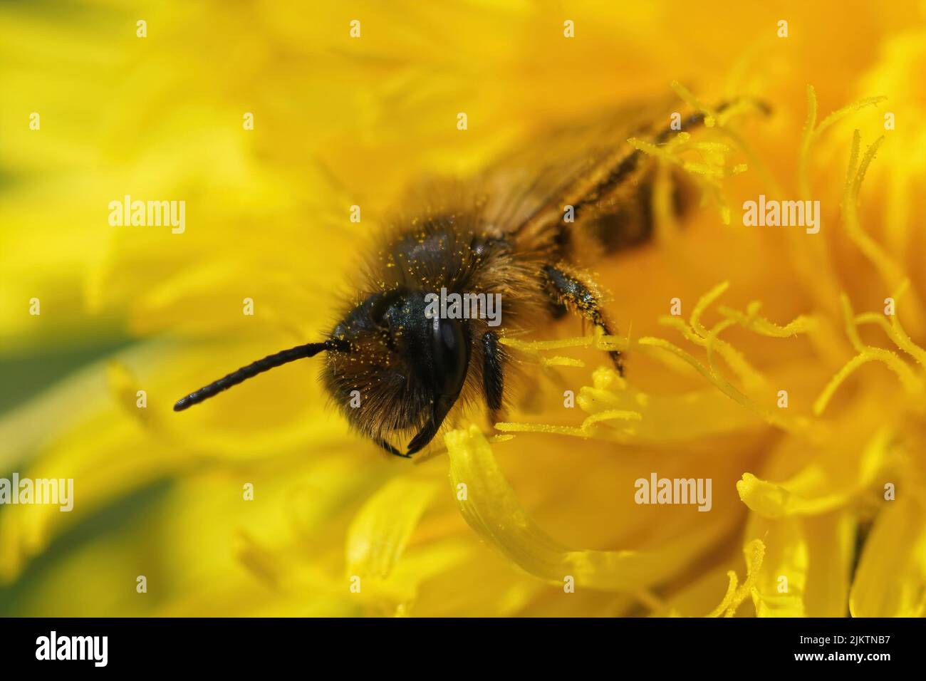 Gros plan sur une abeille minière mâle à pattes jaunes , Andrena flavipes assis dans une fleur de pissenlit jaune dans le champ Banque D'Images