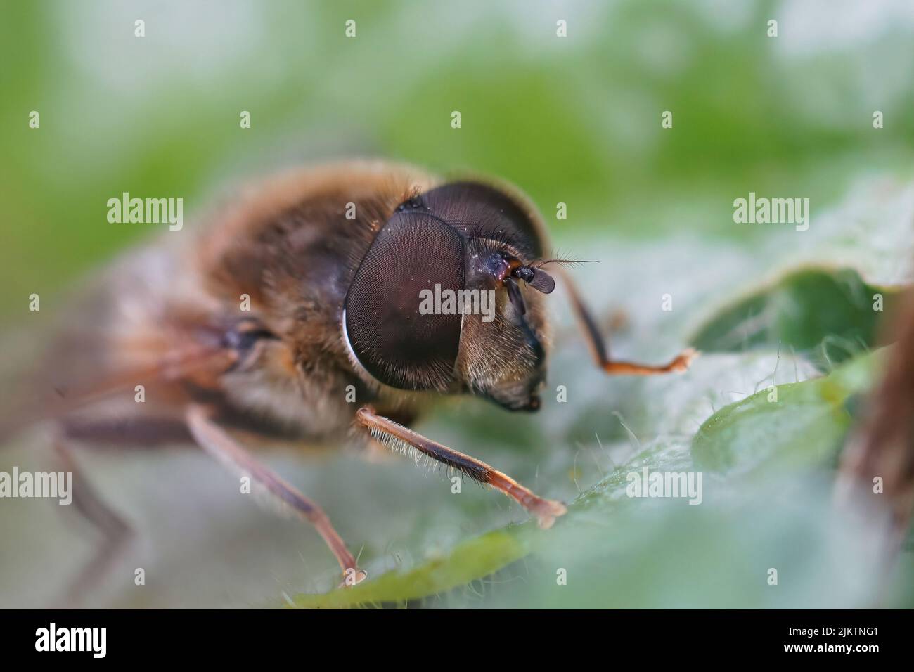 Gros plan frontal sur l'œil d'un drone commun, Eristalis tenax, assis sur une feuille verte dans le jardin Banque D'Images