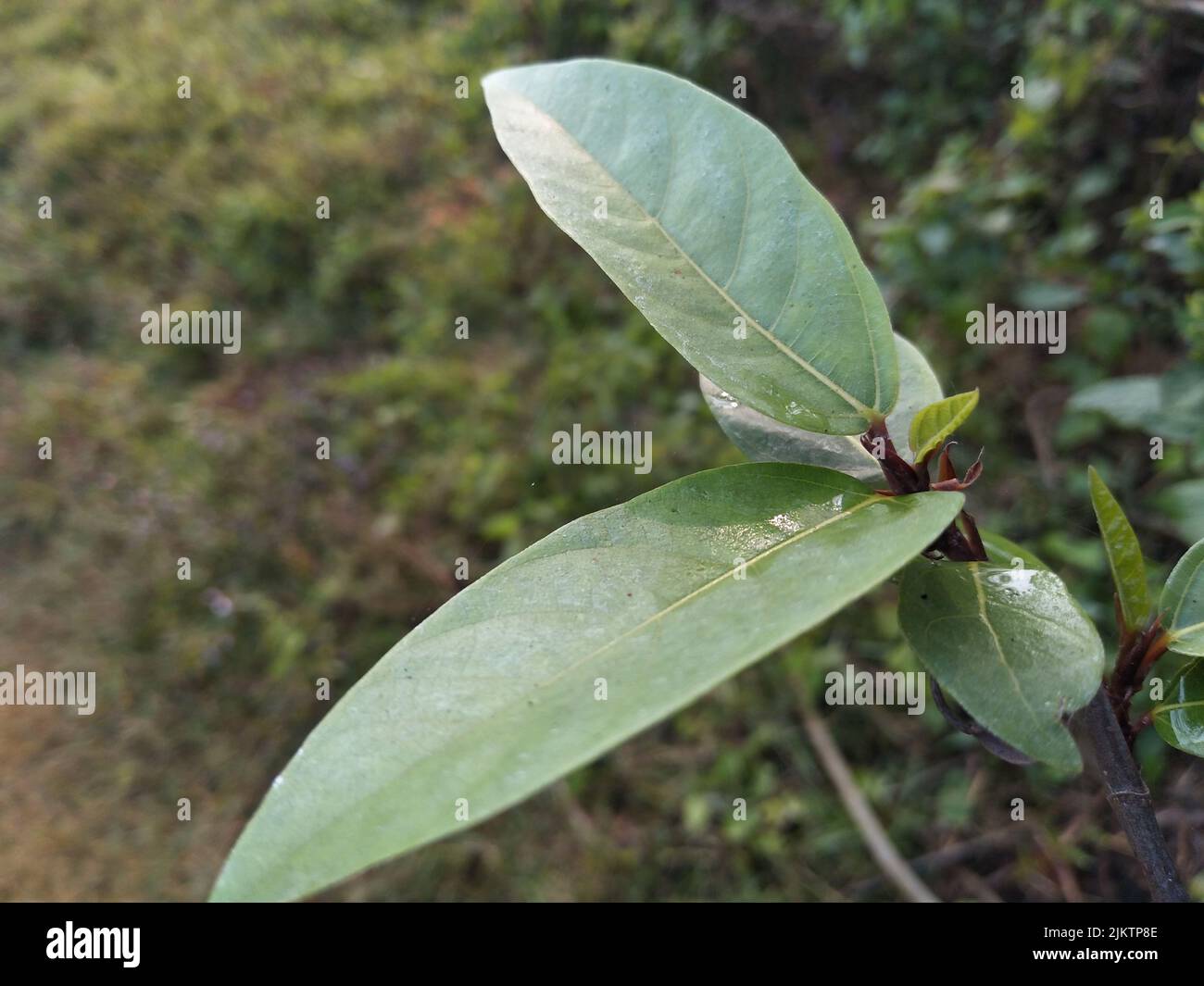 Le ficus racemosa, figuier en grappes, figuier rouge ou gélaire, est une espèce de plantes de la famille des Moraceae. Il est originaire de l'Australie et de l'Asie tropicale Banque D'Images