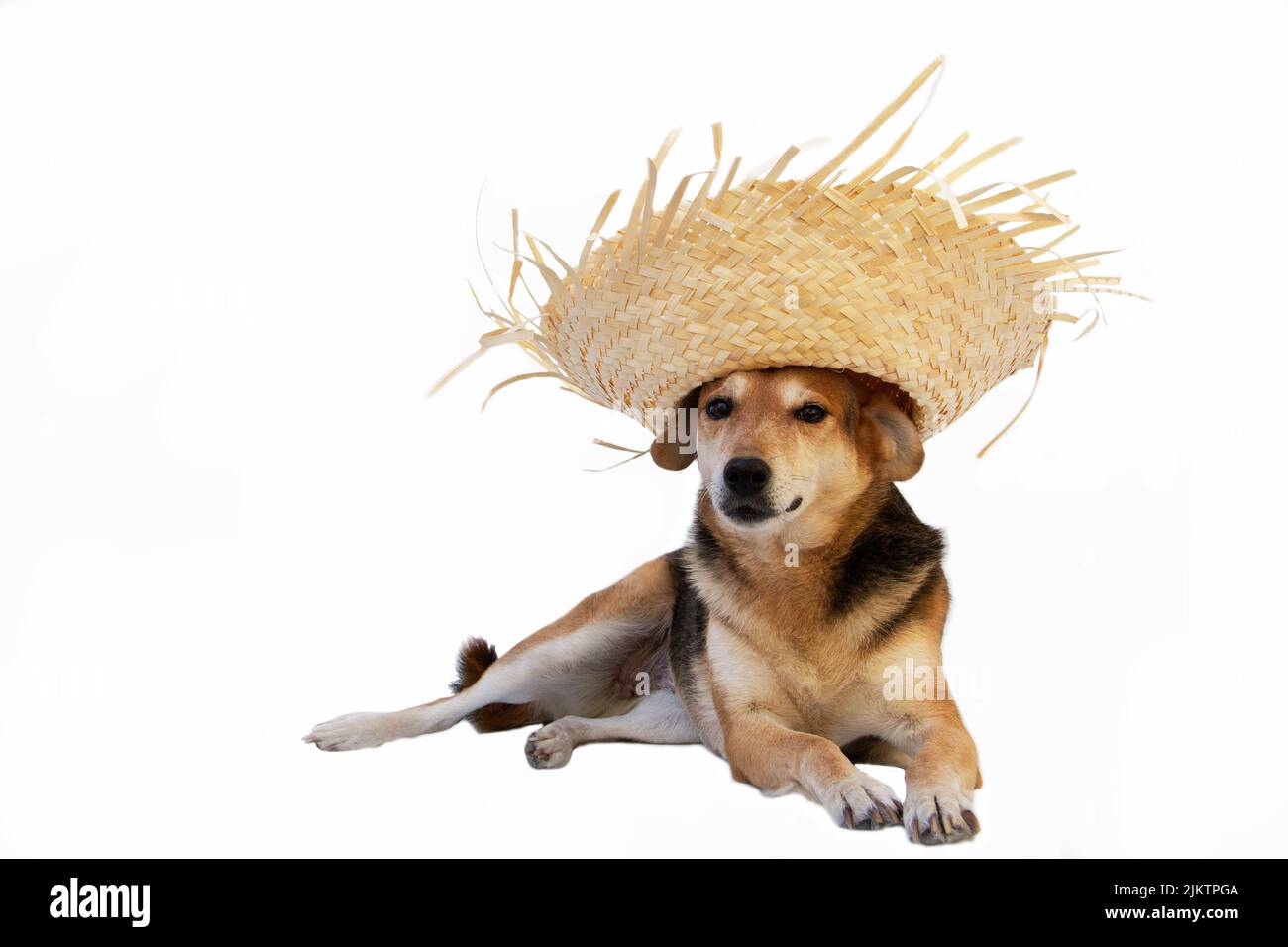 chien avec chapeau de paille habillé pour célébrer les vacances de junina isolé sur blanc Banque D'Images