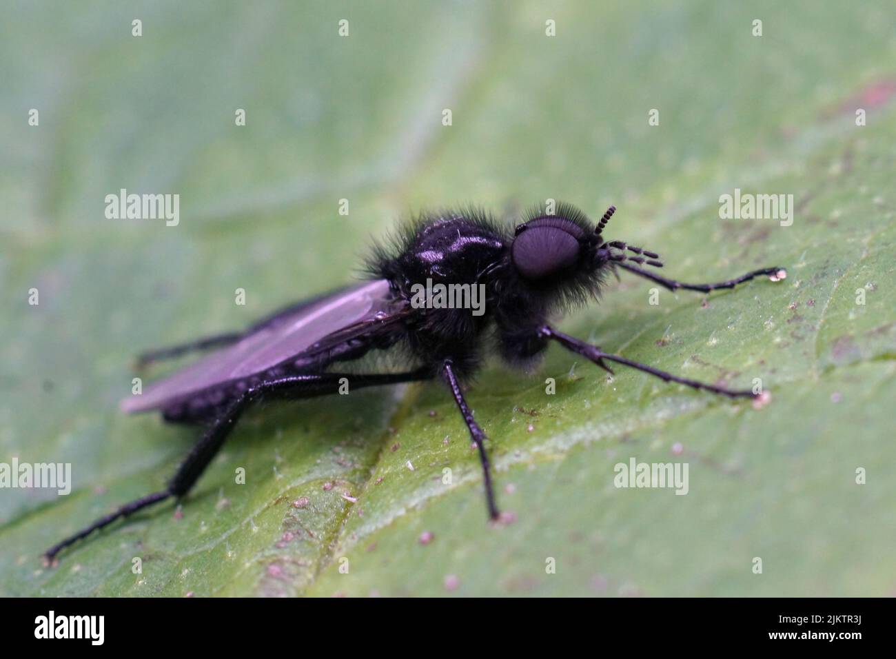 Gros plan sur une mouche noire de Saint-Marc ou d'aubépine, Bibio marci, assise sur une feuille verte dans le champ Banque D'Images
