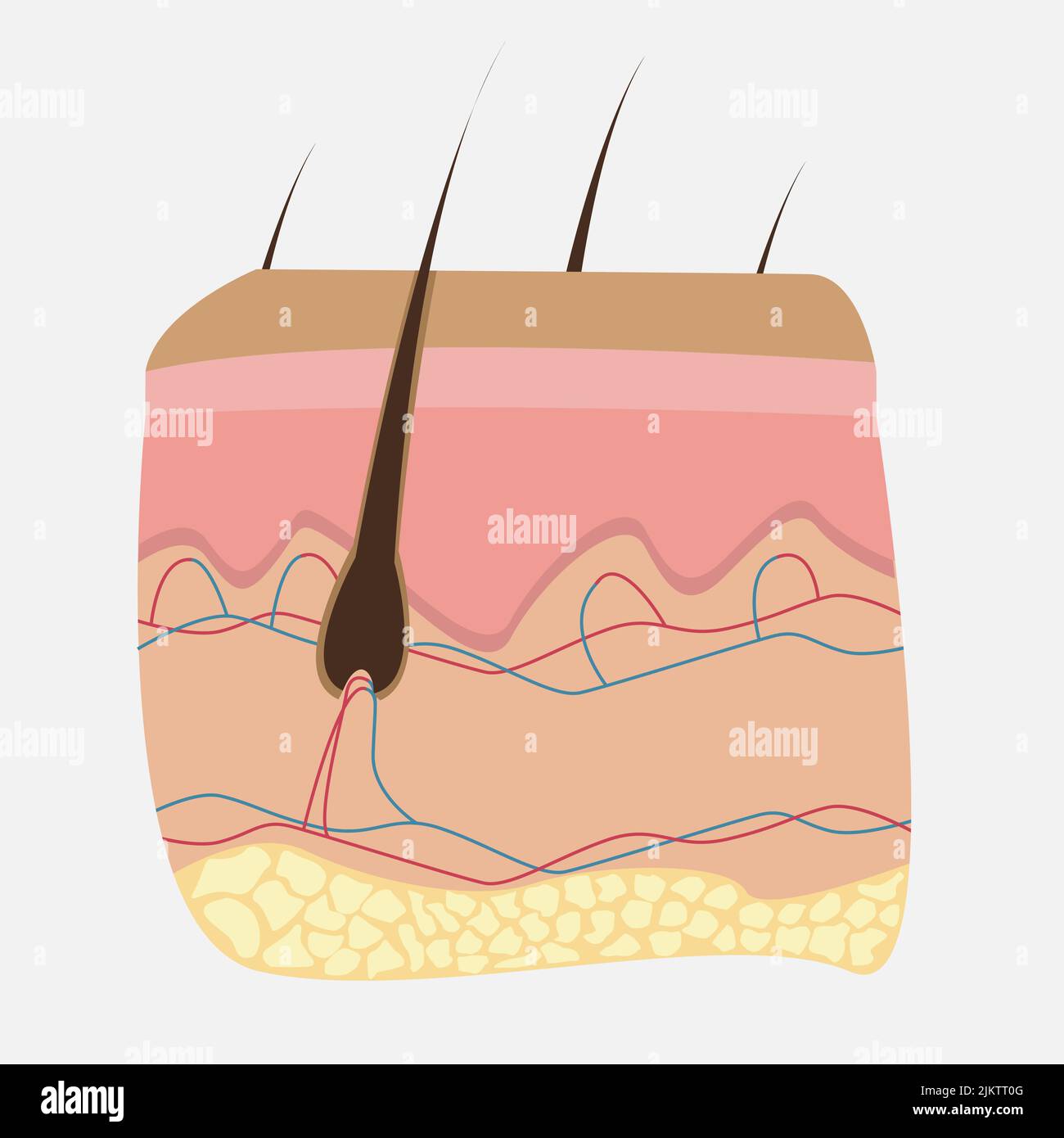 Icône des organes internes humains. Peau et cheveux. Illustration de Vecteur