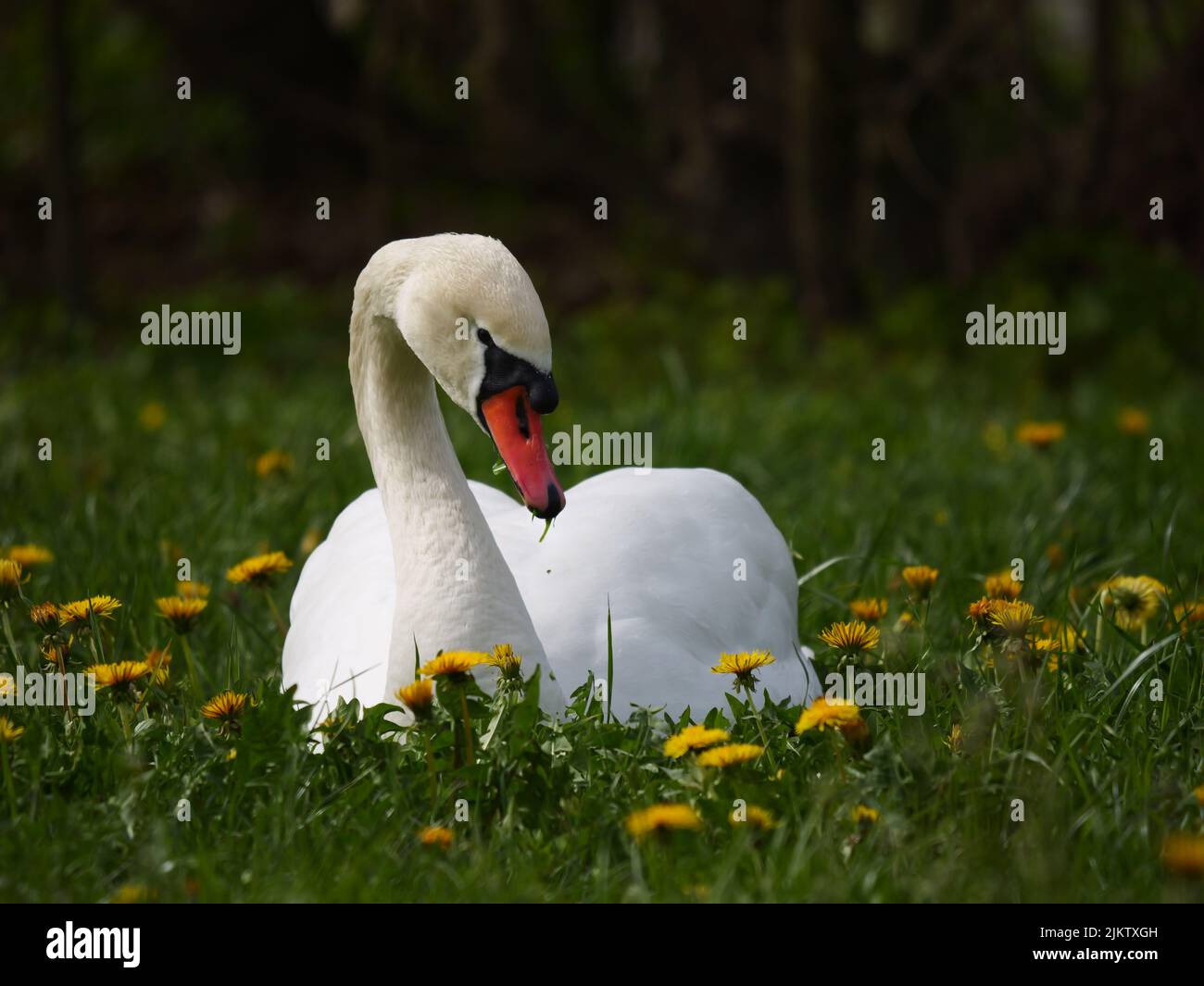 A beautiful mute swan (Cygnus olor) in a field of yellow flowers Banque D'Images
