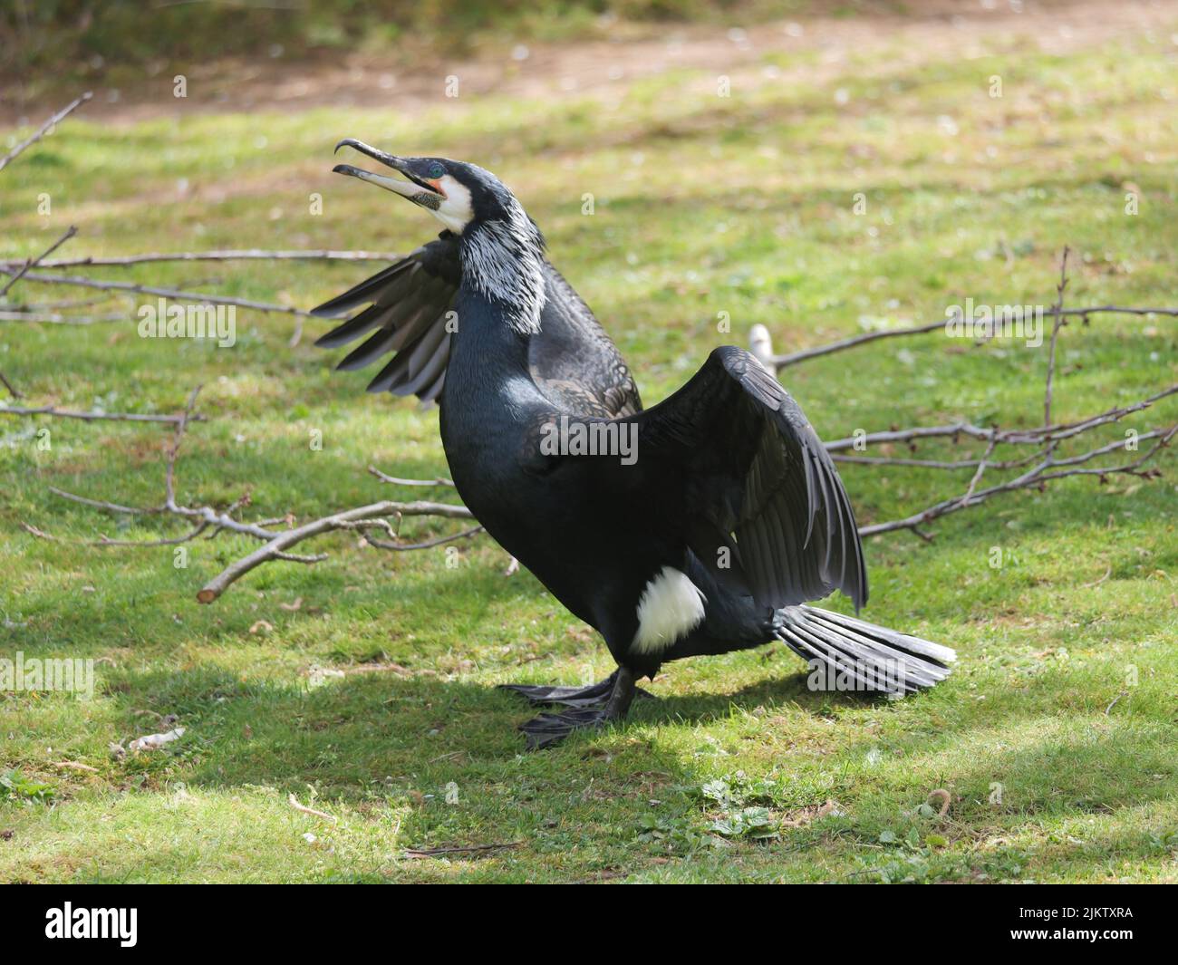 Un gros plan d'un Cormorant balançant ses ailes, debout sur l'herbe Banque D'Images