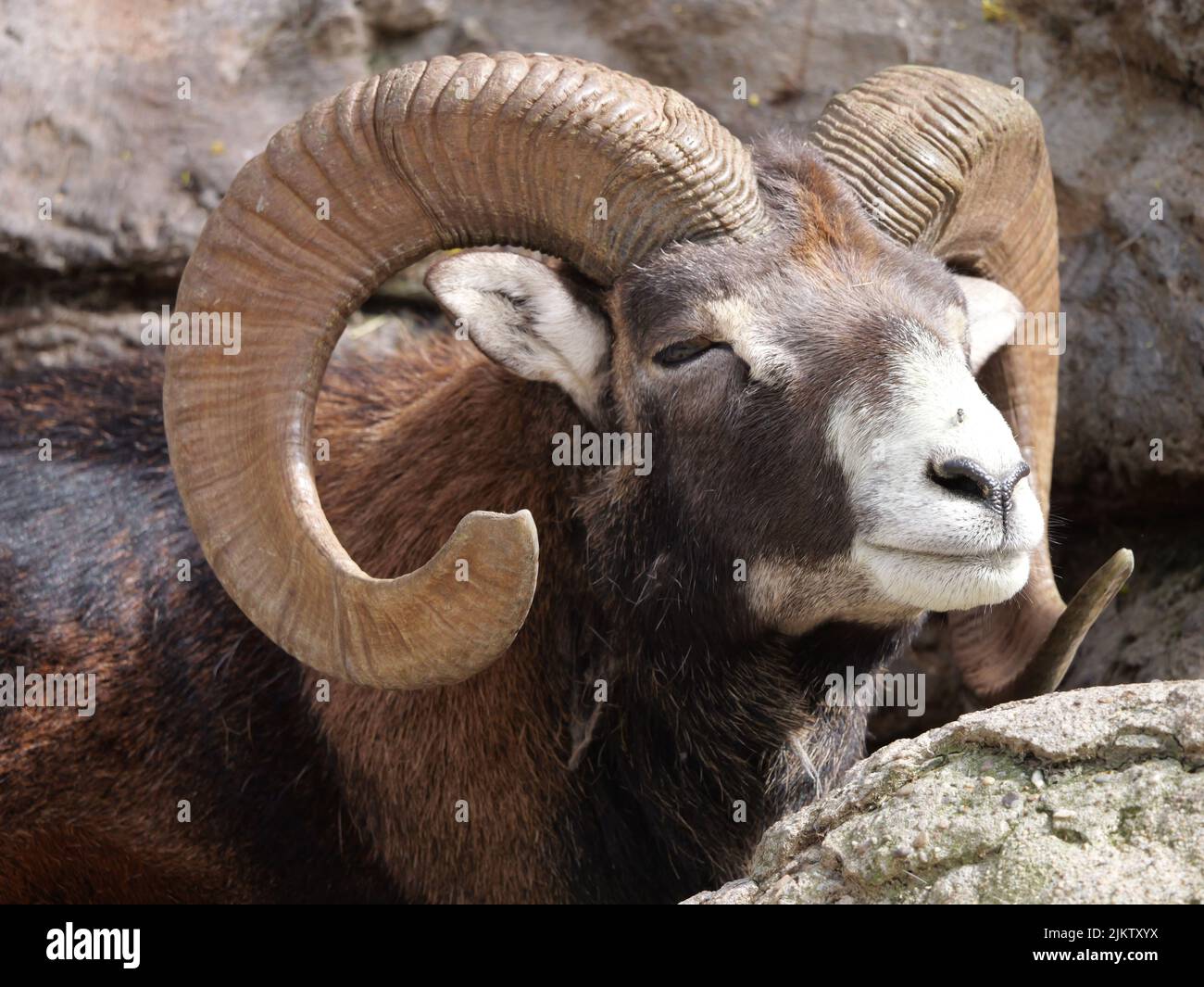 Un gros plan d'un mouflon d'Europe en profitant du soleil Banque D'Images