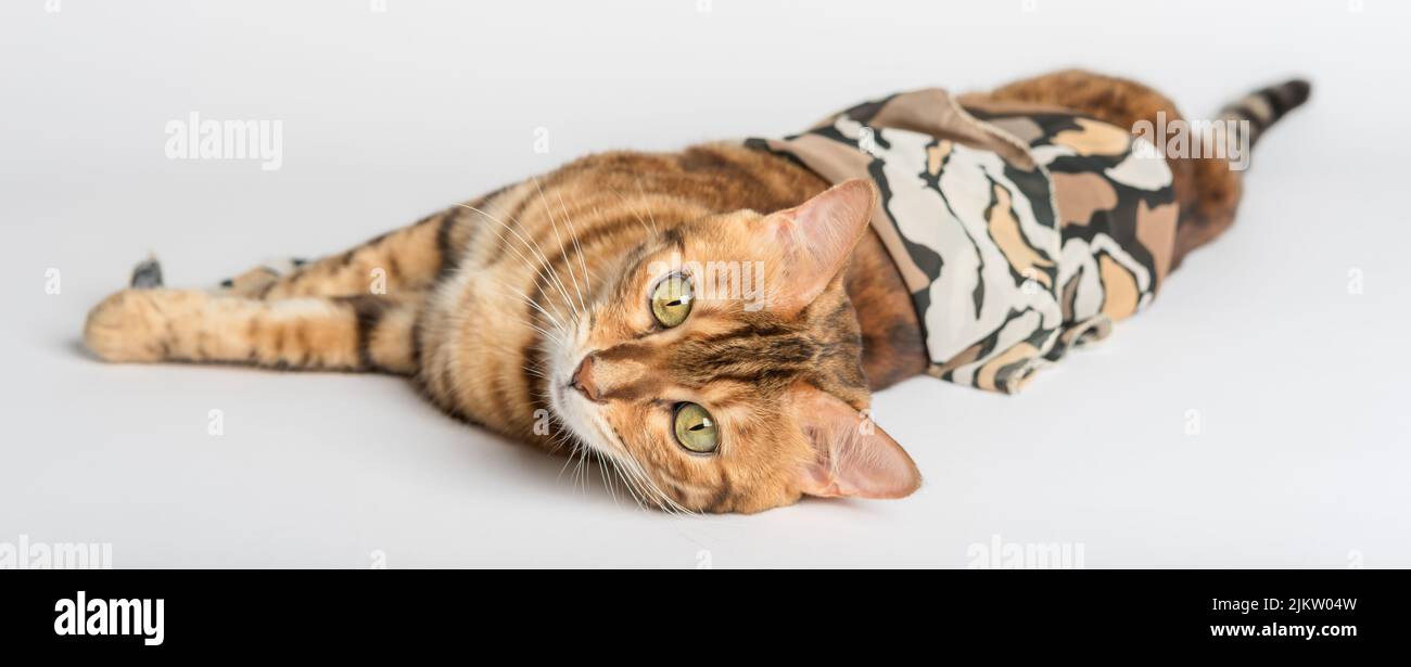 Chat bengale couché sur fond blanc dans le studio. Banque D'Images