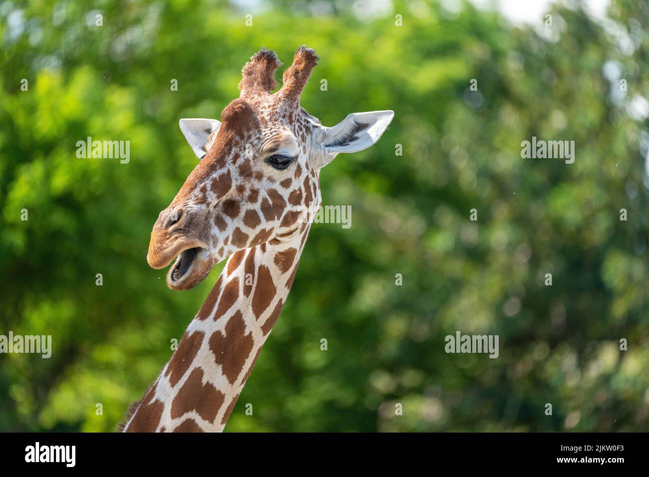 Tête d'une girafe réticulée dans le zoo Banque D'Images