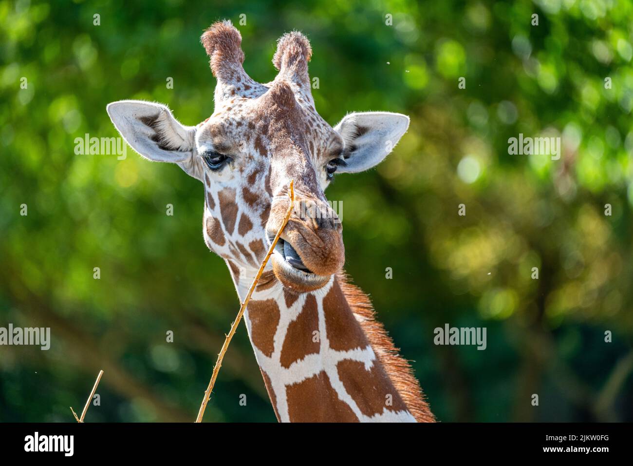 Tête d'une girafe réticulée dans le zoo Banque D'Images