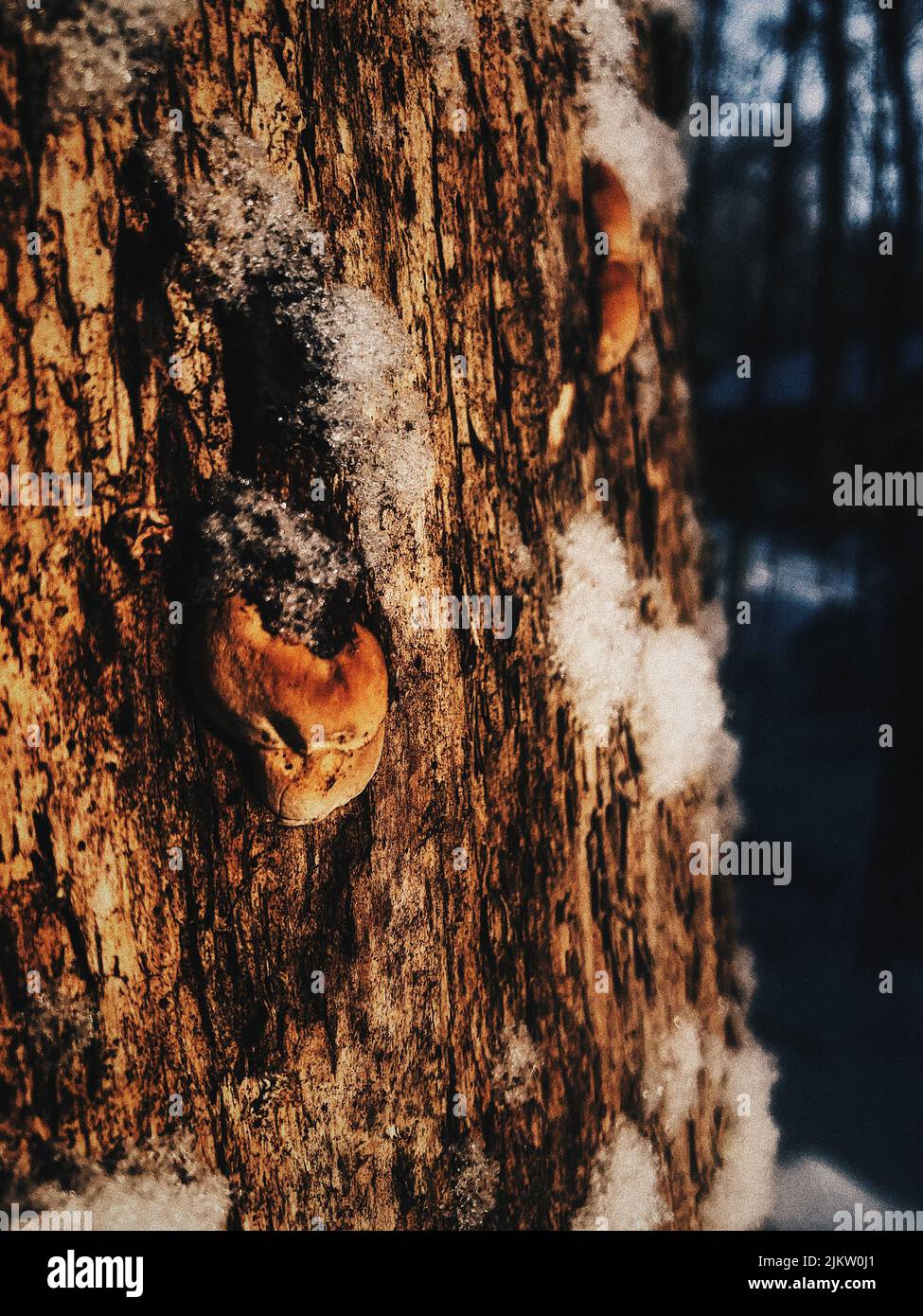 Un gros plan de champignons chaga poussant sur un tronc d'arbre dans la forêt par une journée ensoleillée avec un arrière-plan flou Banque D'Images