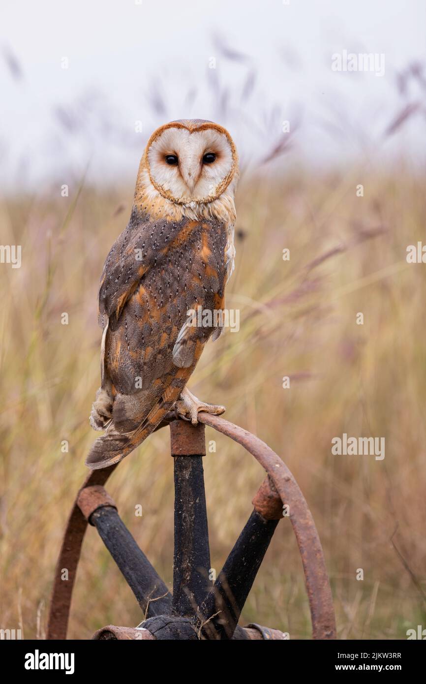 Un beau portrait de la chouette de la grange (Tyto alba) perchée sur une ancienne roue de ferme rouillée au milieu de la prairie avec de l'herbe sèche en arrière-plan. Banque D'Images