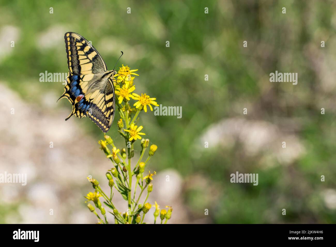 Photo macro d'un magnifique papillon maltais à queue d'aronde, Papilio machaon melitensis, se nourrissant de fleurs jaunes dans la campagne maltaise, Malte. Banque D'Images
