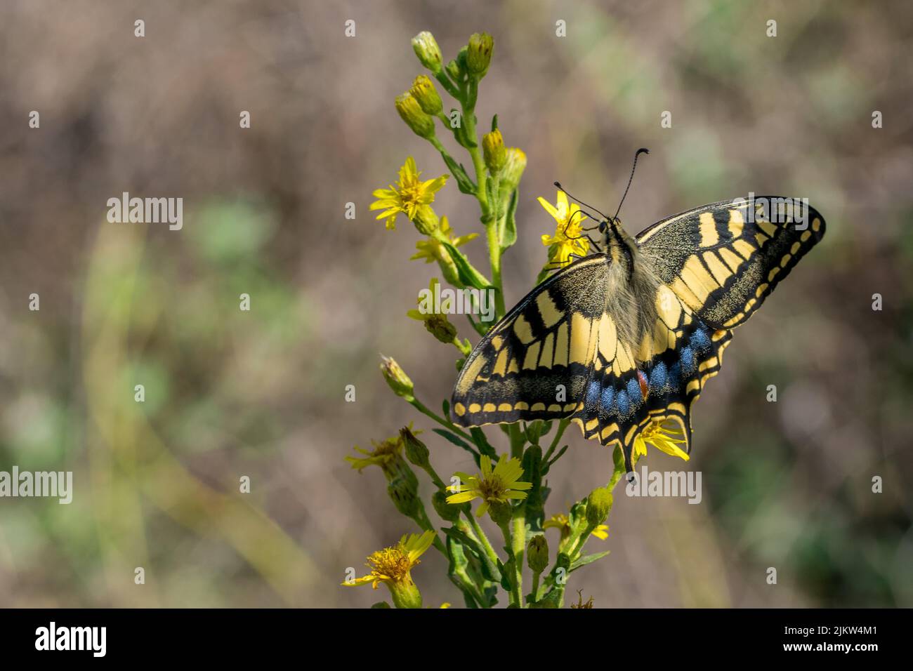 Photo macro d'un magnifique papillon maltais à queue d'aronde, Papilio machaon melitensis, se nourrissant de fleurs jaunes dans la campagne maltaise, Malte. Banque D'Images