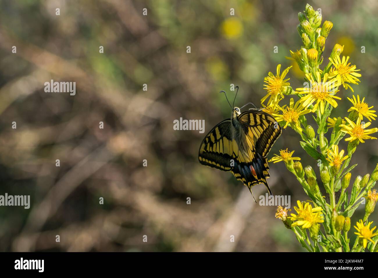 Photo macro d'un magnifique papillon maltais à queue d'aronde, Papilio machaon melitensis, se nourrissant de fleurs jaunes dans la campagne maltaise, Malte. Banque D'Images