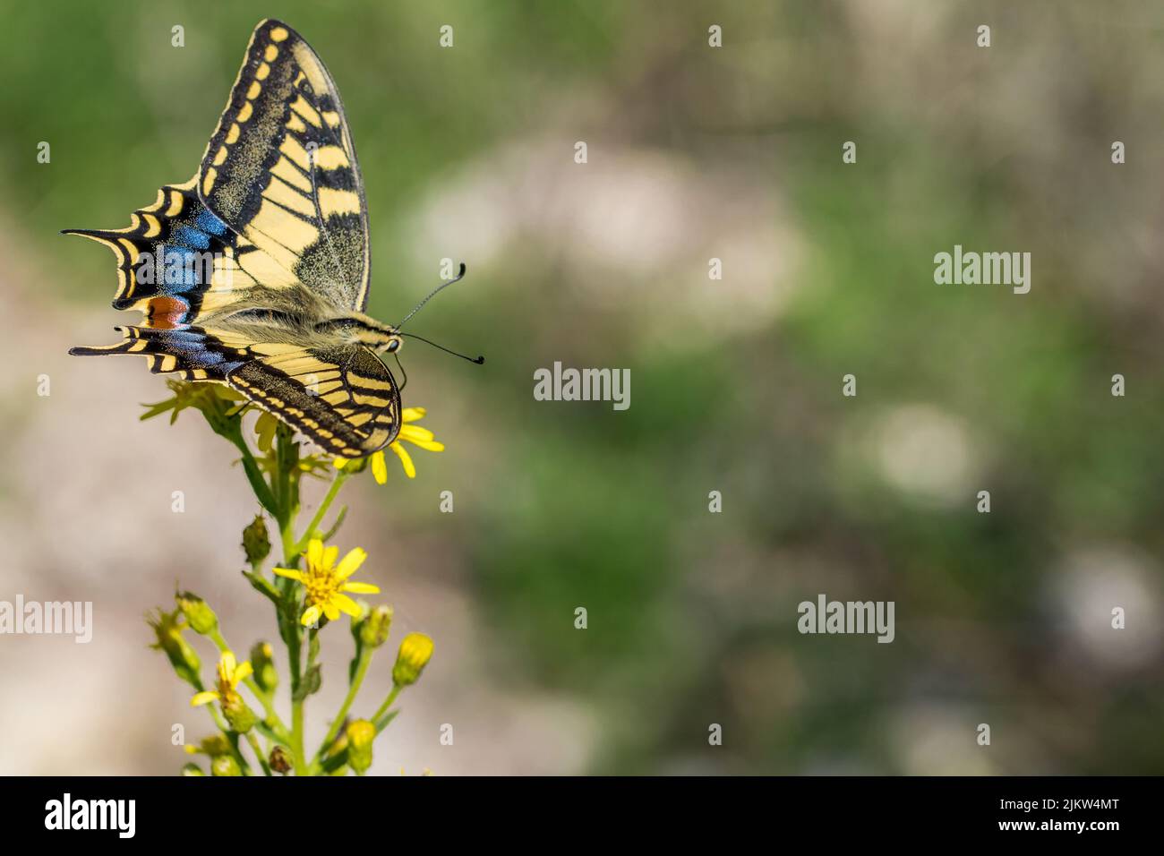 Photo macro d'un magnifique papillon maltais à queue d'aronde, Papilio machaon melitensis, se nourrissant de fleurs jaunes dans la campagne maltaise, Malte. Banque D'Images
