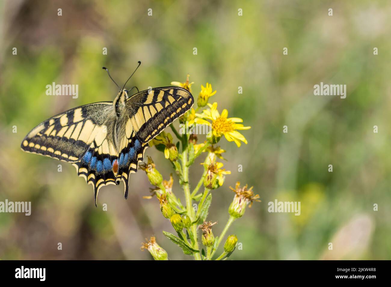 Photo macro d'un magnifique papillon maltais à queue d'aronde, Papilio machaon melitensis, se nourrissant de fleurs jaunes dans la campagne maltaise, Malte. Banque D'Images