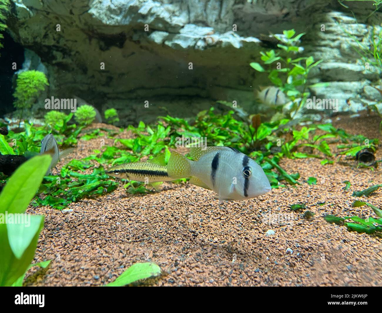 Un gros plan de poisson cichlid nageant dans un aquarium Banque D'Images