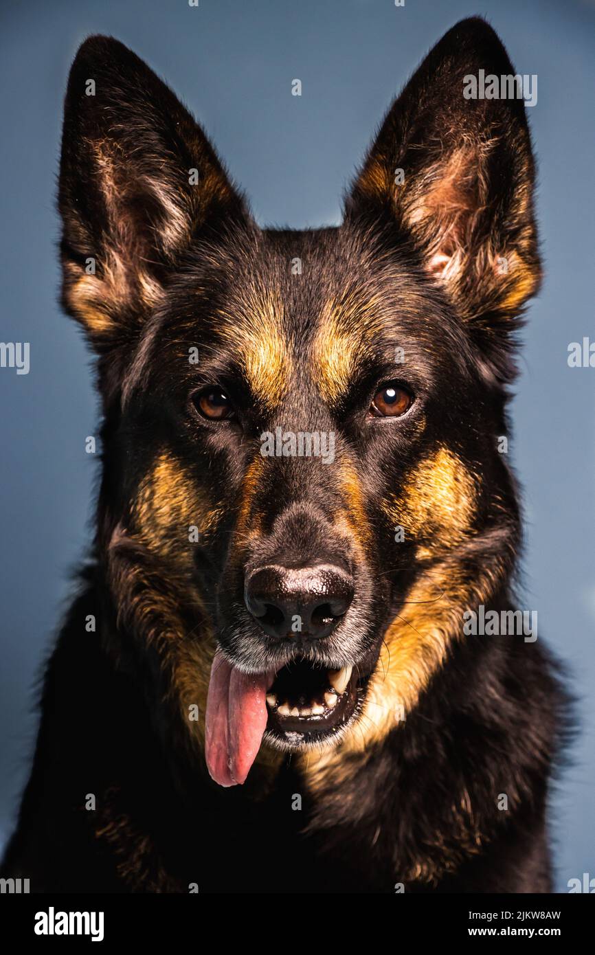 Un portrait du Berger allemand en studio Banque D'Images