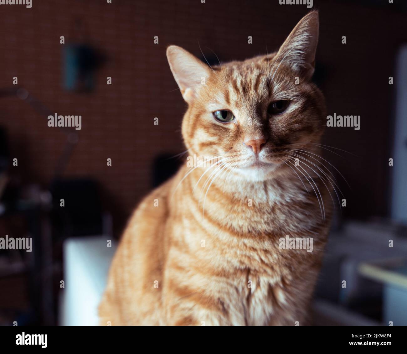 A cute, fluffy ginger cat sitting on a couch in a blurred background Banque D'Images