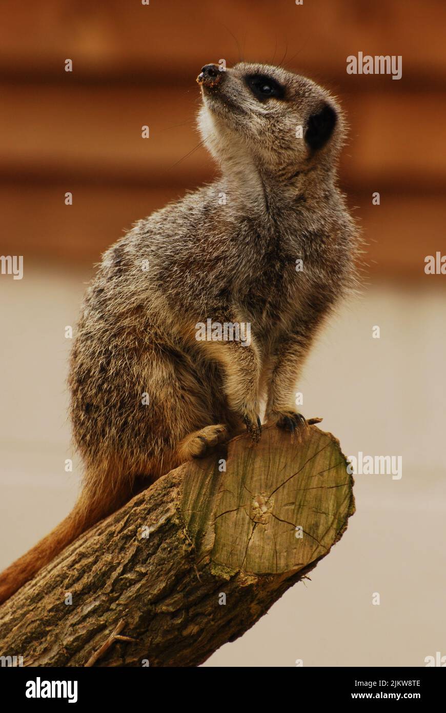 Alert sentry Meerkat, Suricata surigatta, assis sur la branche sciée en regardant vers le haut Banque D'Images