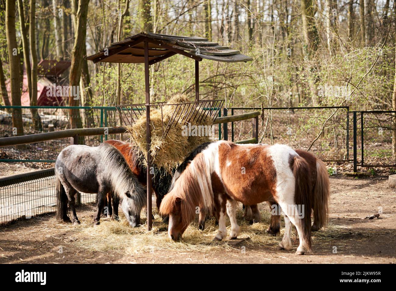 Trois poneys mangeant à l'intérieur de clôtures en bois dans le nouveau zoo Banque D'Images