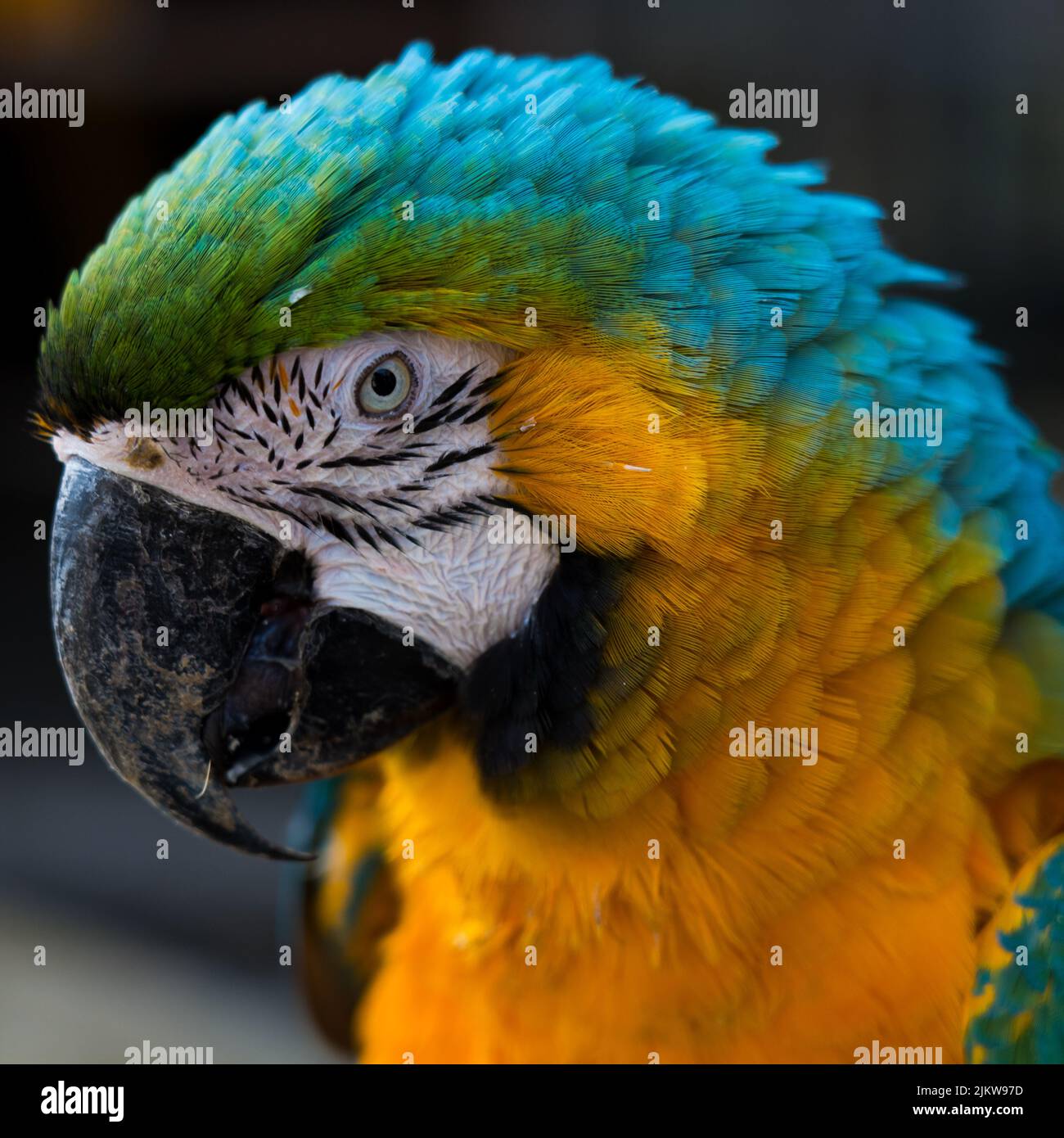 Un gros plan de macaw bleu et jaune (ara ararauna) Banque D'Images
