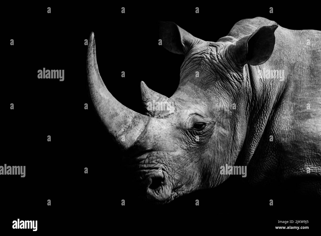 Photo en niveaux de gris d'un rhinocéros africain sur fond noir Banque D'Images