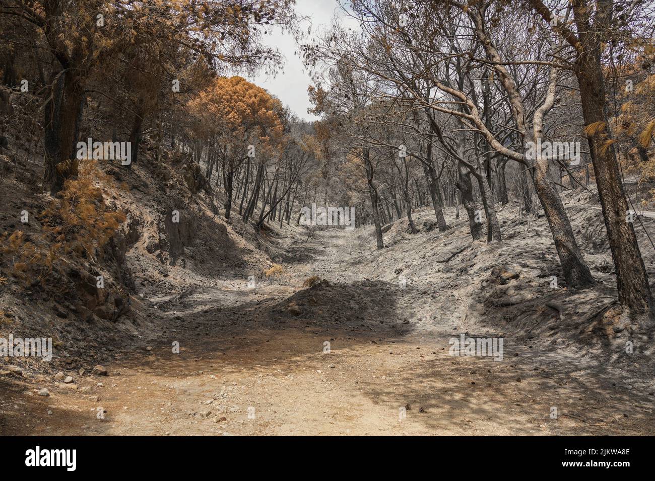 Montagnes espagnoles avec forêt de pins incendiées après un feu de forêt, Mijas, Malaga, Andalousie, Espagne Banque D'Images