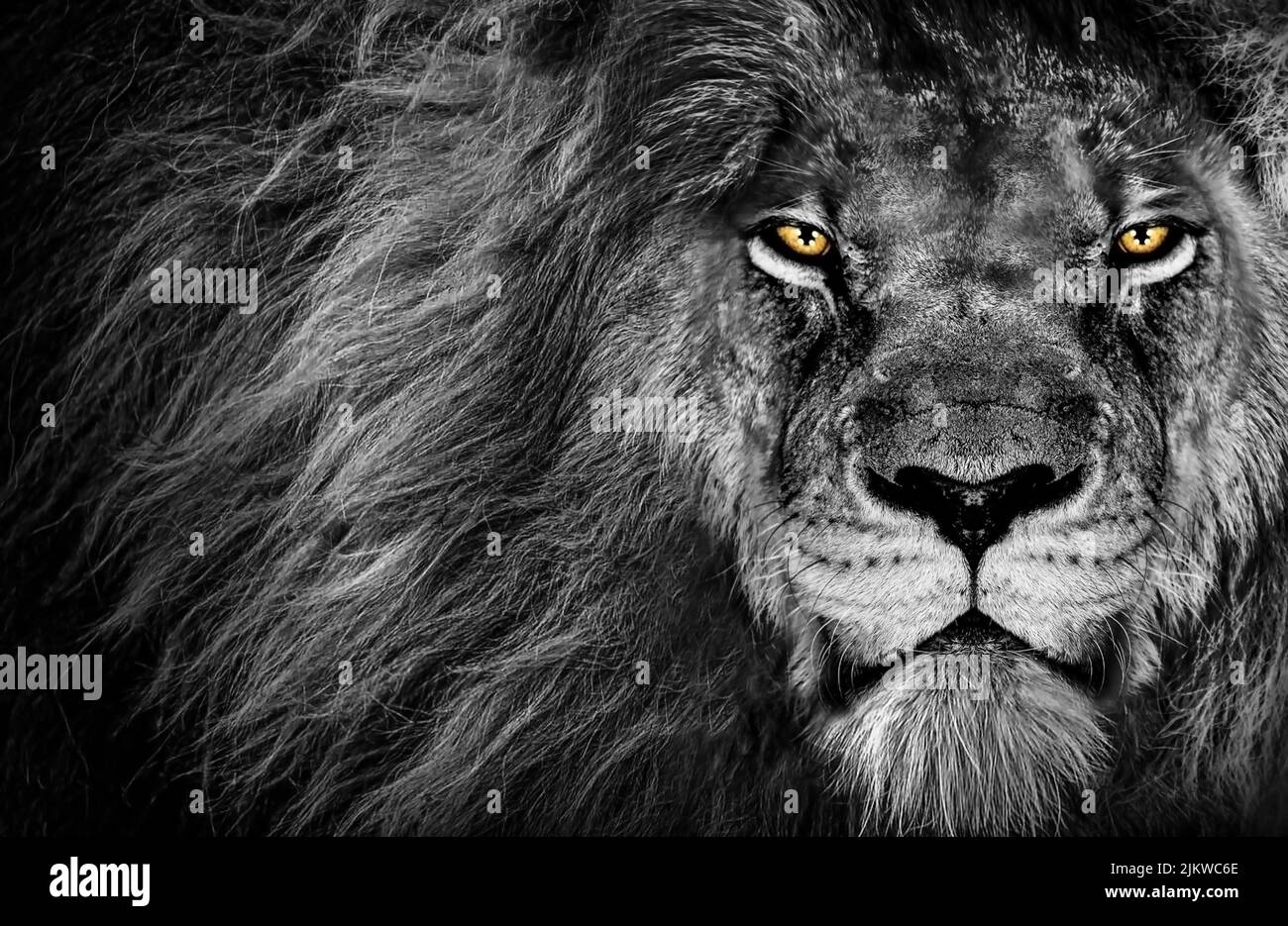 Une photo en niveaux de gris d'un lion avec des yeux jaunes montrant de manière agressive la caméra montrant sa force Banque D'Images
