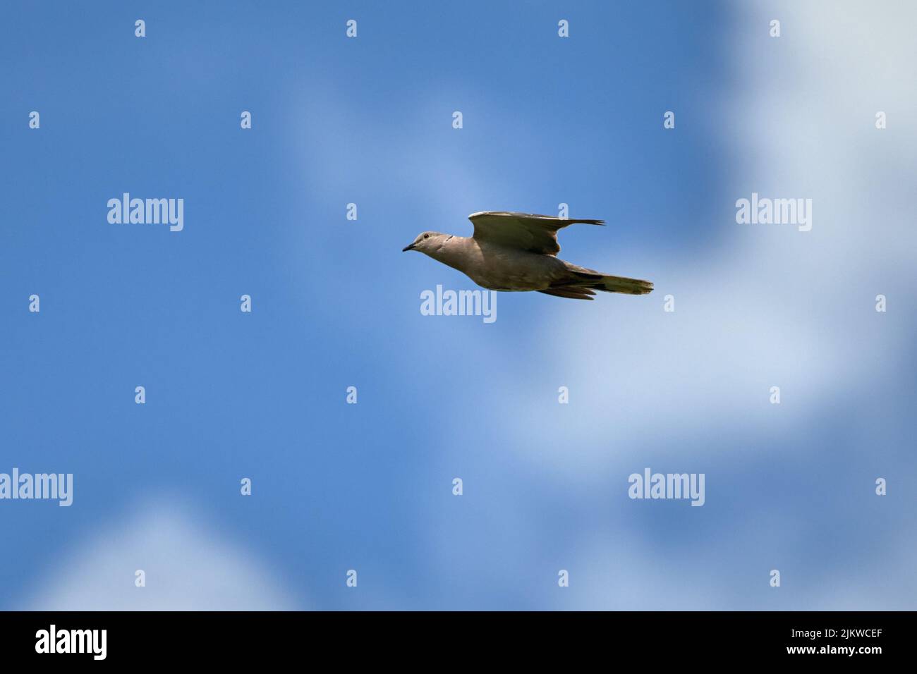 Un gros plan d'un pigeon capturé au milieu du vol dans le ciel bleu clair Banque D'Images Un gros plan d'un pigeon capturé au milieu du vol dans le ciel bleu clair Banque D'Images