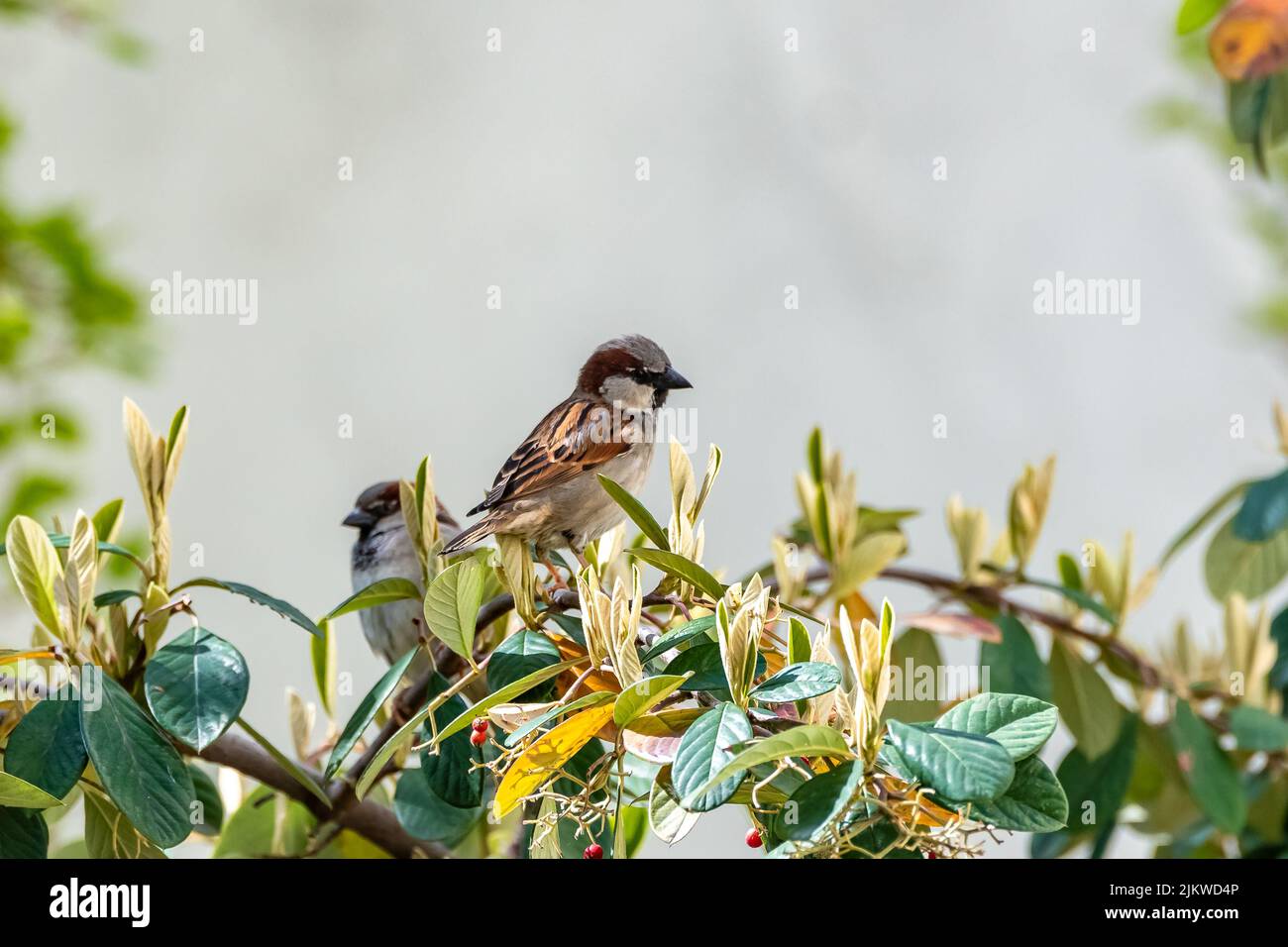 Un chaffinch commun mangeant des graines dans un arbre Banque D'Images