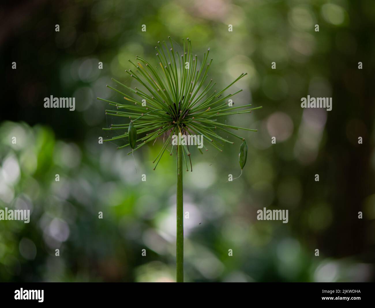 Gros plan d'un roseau de papier sur un arrière-plan bokeh Banque D'Images