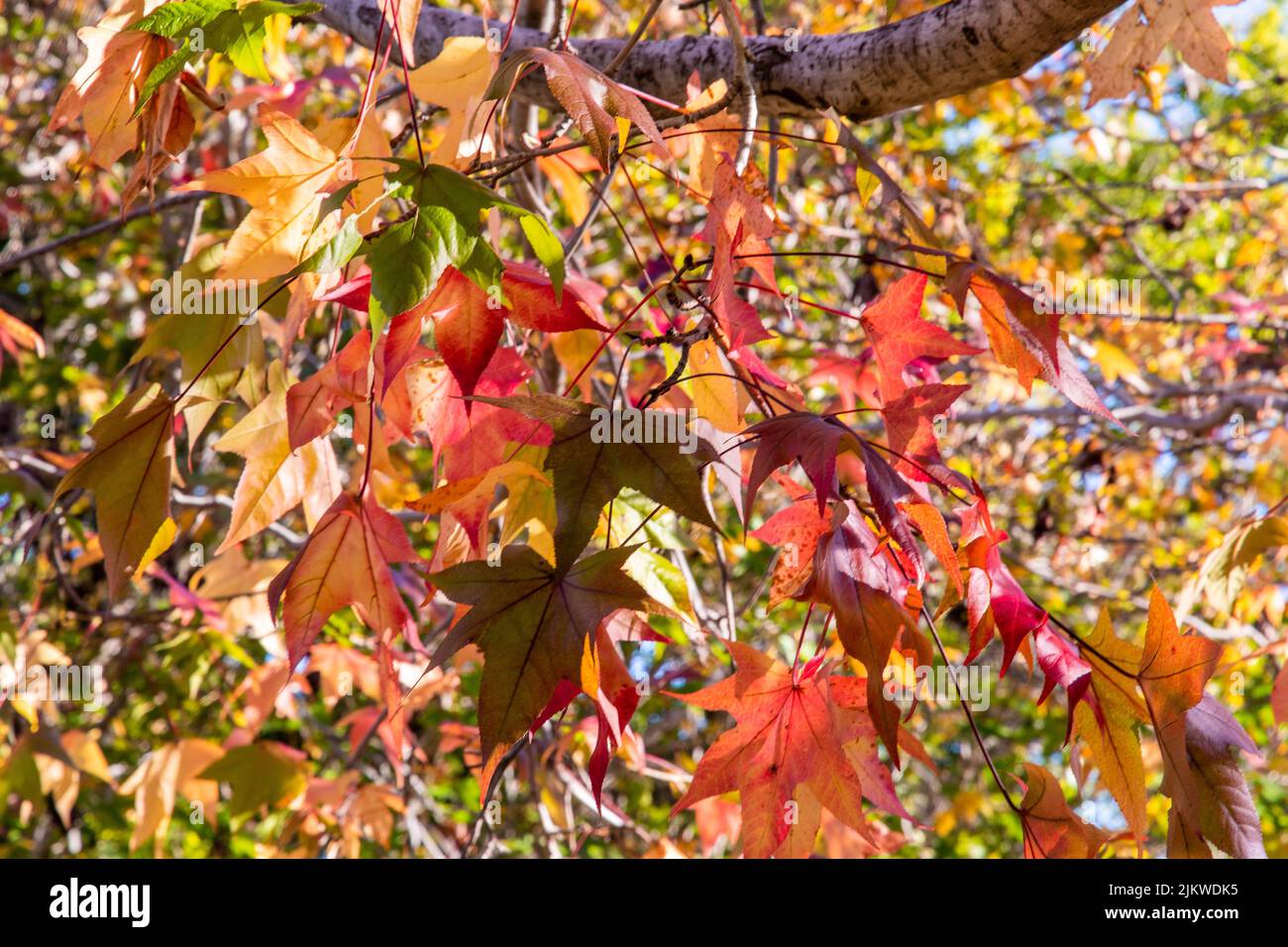 L'automne coloré laisse sur les branches Banque D'Images