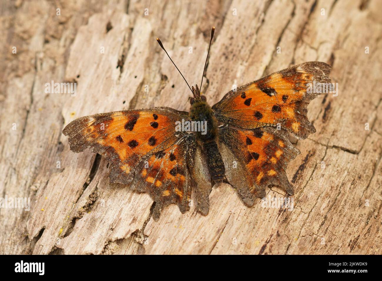Gros plan sur un vieux et usé hivernant papillon en angling, papillon C-album Polygonia, assis sur un morceau de bois dans le jardin Banque D'Images