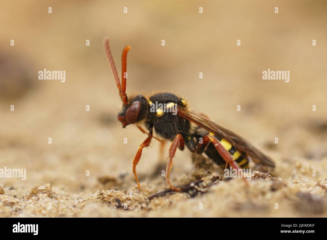 Gros plan sur une abeille nomade rouge colorée à cornes orange, Nomada fulvicornis, assise sur le sol sur un arrière-plan flou Banque D'Images