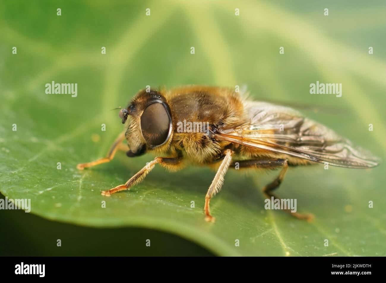 Gros plan détaillé d'une mouche de drone commune poilue, Eristalix tenax , assis sur une feuille verte de lierre commune dans le jardin Banque D'Images