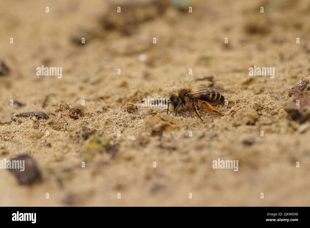 Gros plan sur une abeille minière femelle à pattes jaunes, Andrena flavipes, qui se promène au-dessus de la soie sablonneuse dans le champ Banque D'Images