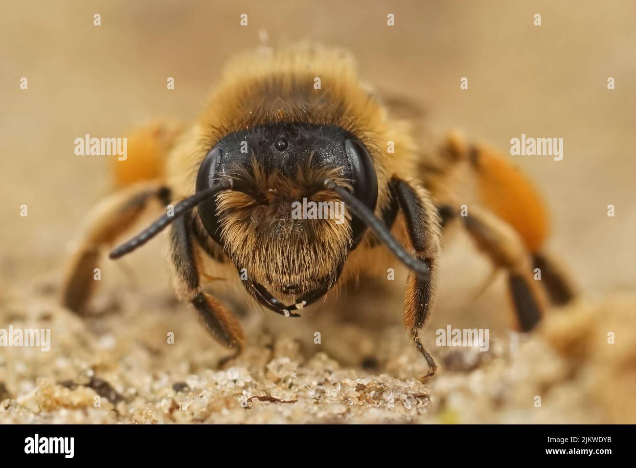 Gros plan frontal détaillé sur une abeille minière femelle à pattes jaunes, Andrena flavipes assis au sol dans le champ Banque D'Images