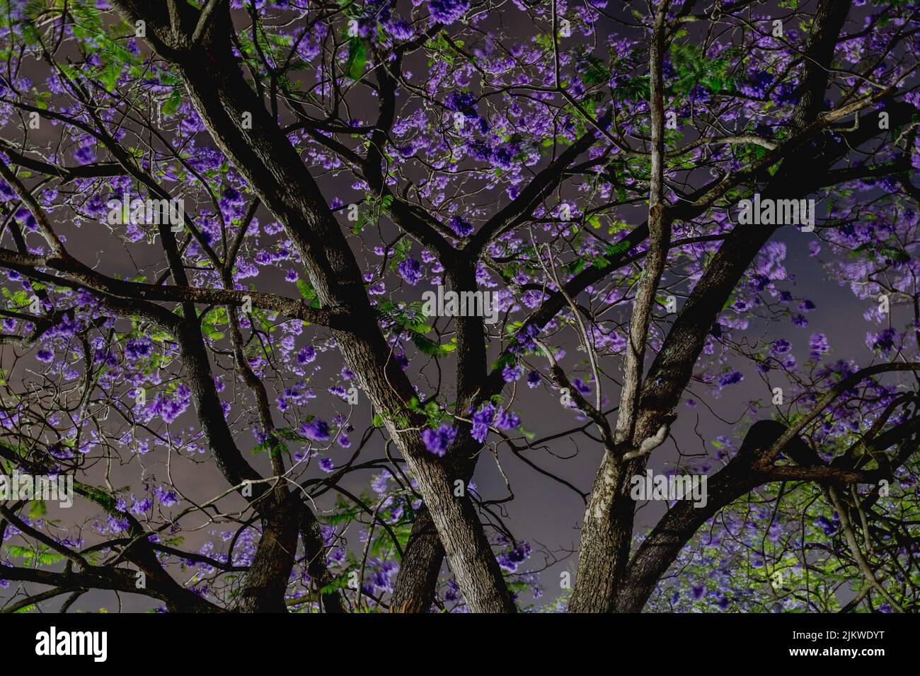 Photo en petit angle d'un jacaranda violet fleuri sur fond de ciel sombre Banque D'Images