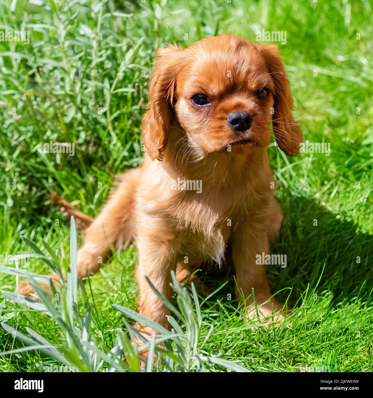 Un chien cavalier roi charles, un chiot rubis assis dans le jardin Banque D'Images