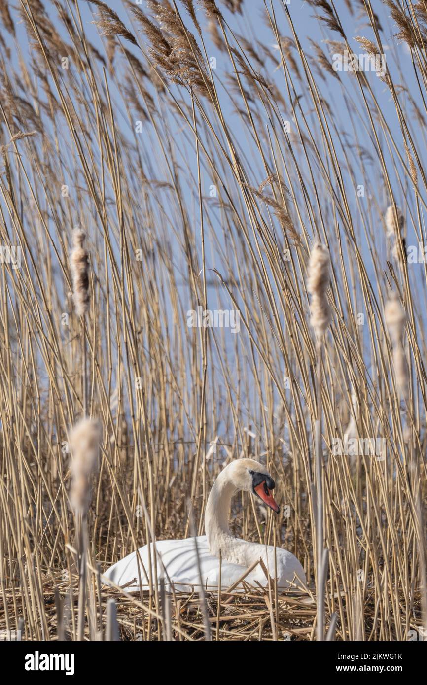 De très belles couvées de cygnes blancs dans les roseaux à couver seuls. Banque D'Images
