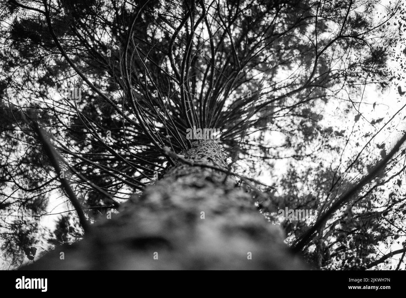 Photo en niveaux de gris à angle bas d'une ancienne texture d'écorce d'arbre Banque D'Images