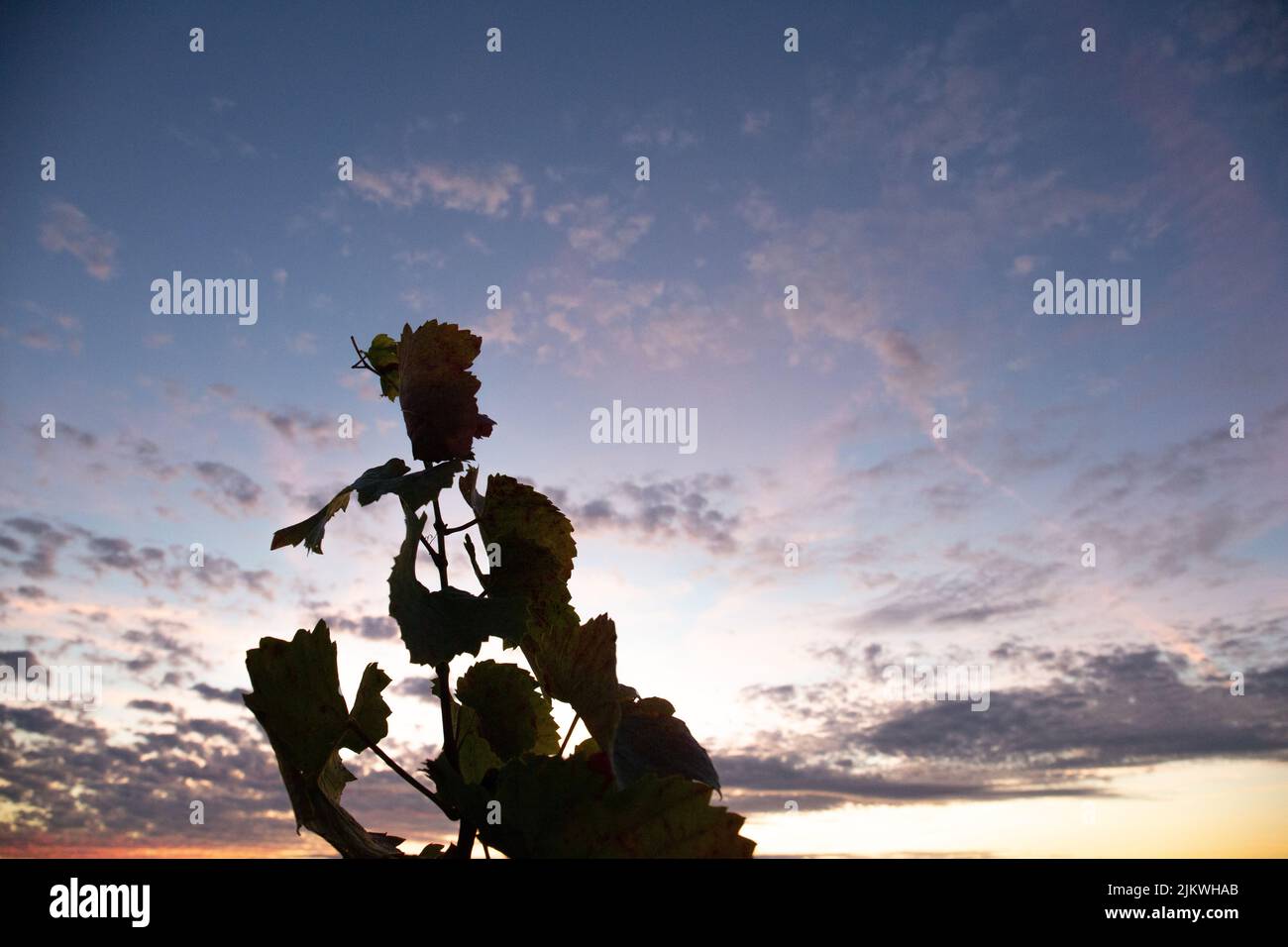 Une photo de la silhouette d'une vigne laisse sur un ciel nuageux au coucher du soleil Banque D'Images